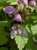 Bombus hortorum